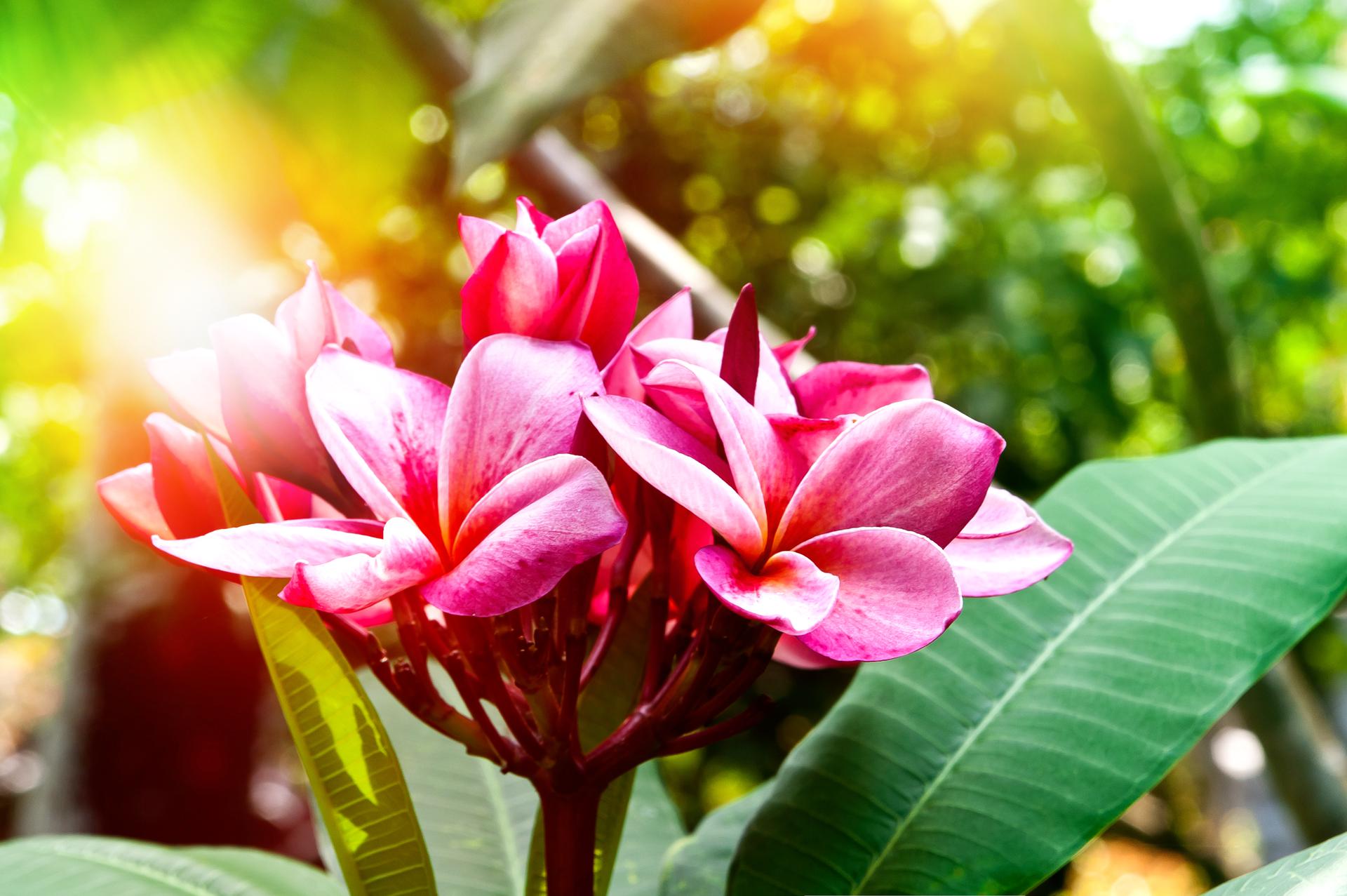 17 types de fleurs tropicales les plus attrayantes · LeFleuriste com™ 17 types de fleurs tropicales les plus attrayantes · LeFleuriste com™